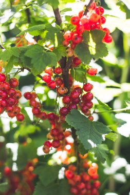 Bahçede kırmızı frenk üzümü