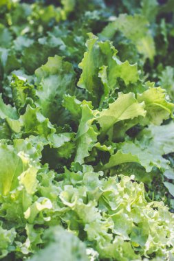 Sebze Bahçe, closeup marul