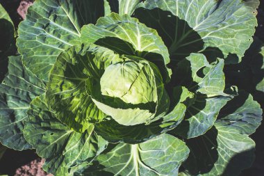 Organik lahana. Bahçede taze yeşil lahana başı