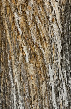 Eski Ağaç Yapısı Arkaplan Şablonu