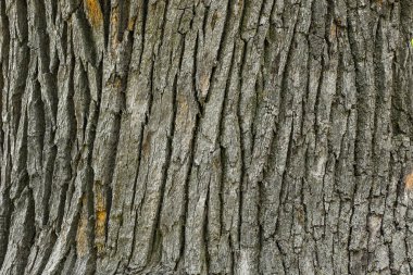 Eski Ağaç Yapısı Arkaplan Şablonu