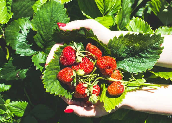 新鲜草莓在人手里 — 图库照片