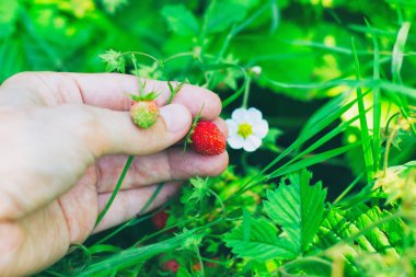 Yeşil çim arka plan üzerinde yabani çilek.