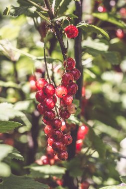 Bahçede kırmızı frenk üzümü