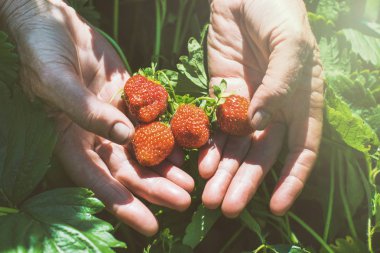 taze çilek eski eller aldı