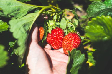 adam elinde taze çilek