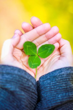 Yeşil yonca yaprağı tutan el