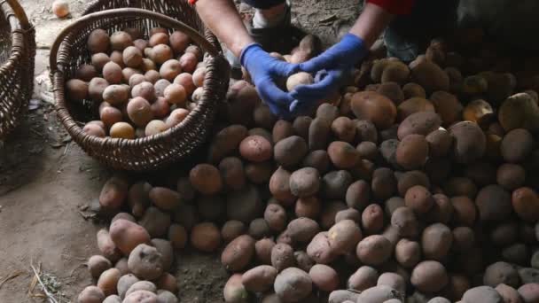 Kvinna sortering potatis i en korg. — Stockvideo