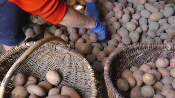 Agricultor mulher adulta coleta e classifica batatas frescas em uma cesta.. A colheita de batatas jovens colhe-se no jardim. O conceito de comida ecológica e vegetarianismo . — Vídeo de Stock
