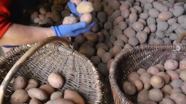 Vuxen kvinna jordbrukare samlar in och sorterar färskpotatis i en korg.. Skörd av ung potatis skördas i trädgården. Begreppet ekologisk mat och vegetarianism. — Stockvideo