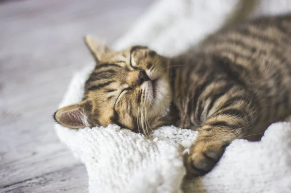 Tabby gato dormindo em um cobertor em um piso de madeira, foco suave — Fotografia de Stock