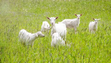 Happy Goat graze outdoors clipart