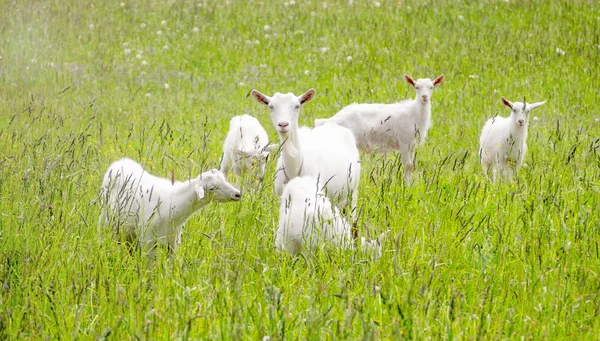 在户外快乐山羊吃草 — 图库照片
