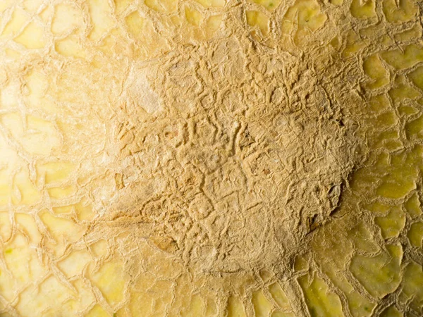 Kavun arka plan doku bantları