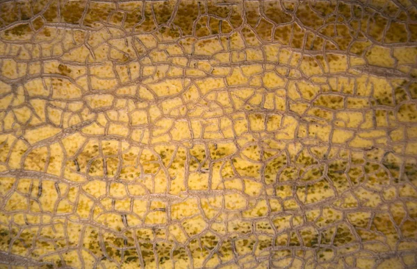 Kavun arka plan doku bantları