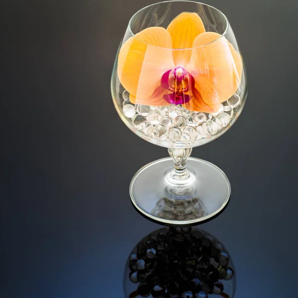 Siyah arka plan üzerine yüksek cam orkide çiçekleri