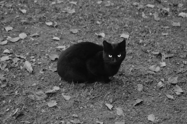 Бездомный чёрный кот — стоковое фото
