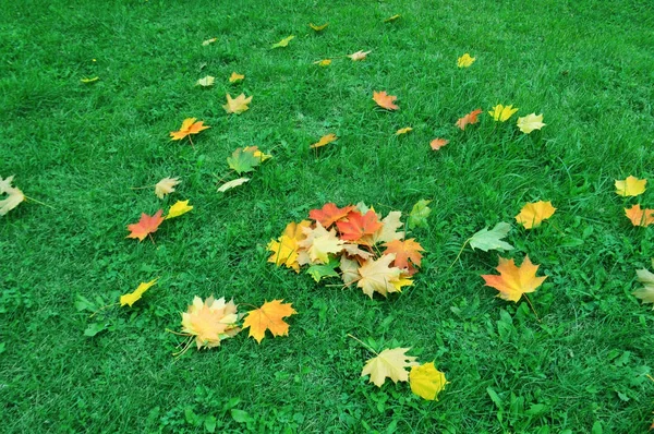 Кленовый лист на зеленой траве. Осень — стоковое фото