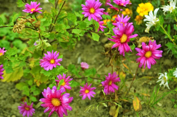 Фиолетовый цветок в природе — стоковое фото