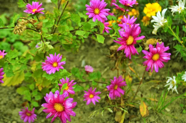 Flor roxa na natureza selvagem — Fotografia de Stock