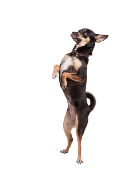 Arka ayakları üzerinde Chihuahua köpek duran