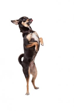 Arka ayakları üzerinde Chihuahua köpek duran