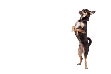 Arka ayakları üzerinde Chihuahua köpek duran