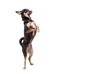 Arka ayakları üzerinde Chihuahua köpek duran
