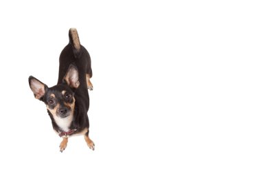 siyah chihuahua köpek 