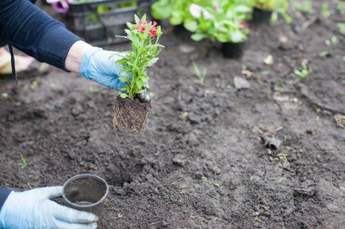 bahçede çiçek dikim kadın