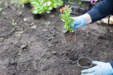 bahçede çiçek dikim kadın