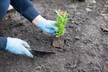 kadın dikim Çiçek bahçesinde üzerinde