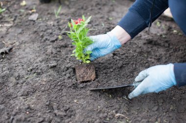 kadın dikim Çiçek bahçesinde üzerinde