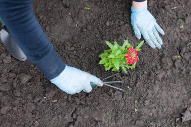 kadın dikim Çiçek bahçesinde üzerinde