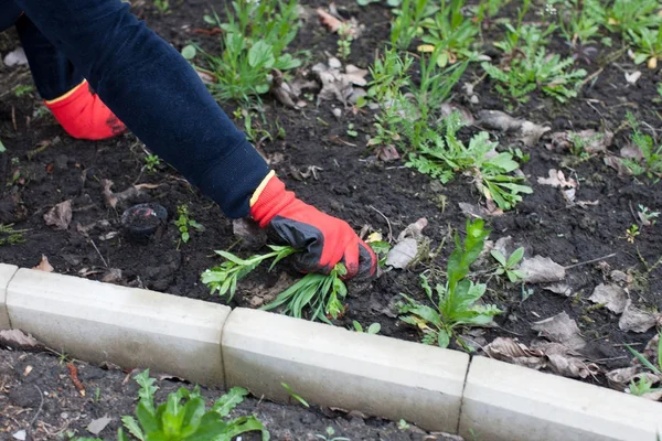 Woman weeding at yard — Stock Photo, Image