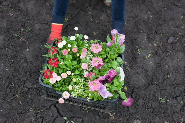 woman holding box with flowers plants