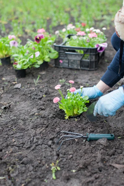 Vrouw planten van bloemen op de werf — Stockfoto