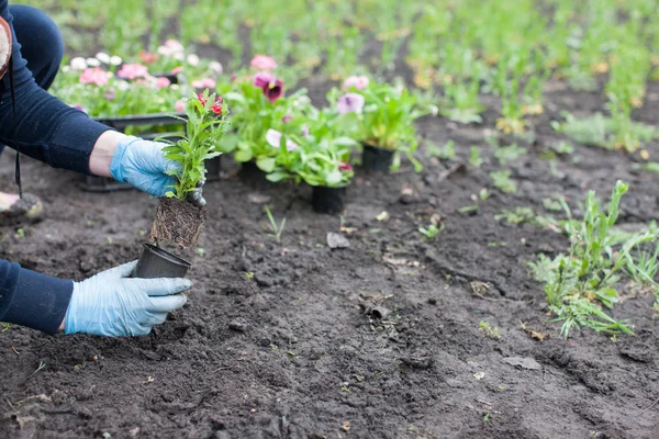bahçede çiçek dikim kadın