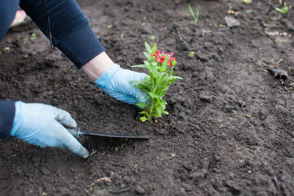 kadın dikim Çiçek bahçesinde üzerinde