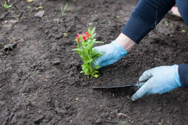 Vrouw aanplant bloem op de werf — Stockfoto