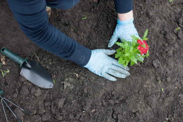 Woman planting flower on yard — Stock Photo, Image