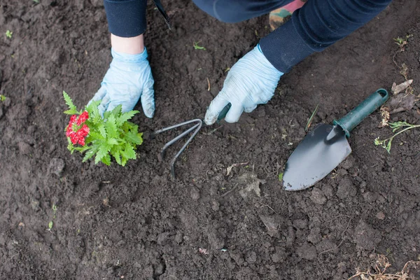 Woman planting flower on yard — Stock Photo, Image