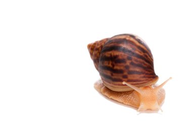 Beyaz arka plan üzerinde güzel salyangoz. Akhatin'ın salyangoz close-up. Ev güzellik uzmanı