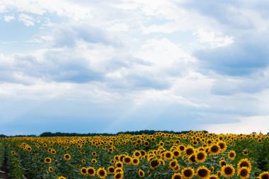 Renkli ayçiçeği alan mavi bulutlu gökyüzü altında