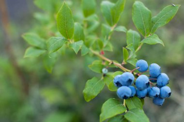 Yaban mersini çalı. Olgun yaban mersini blueberry bush ile yeşil kümede closeup bırakır