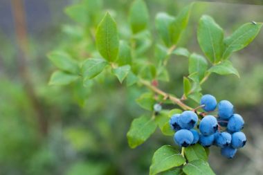 Yaban mersini çalı. Olgun yaban mersini blueberry bush ile yeşil kümede closeup bırakır