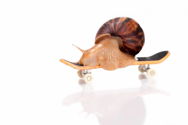 Foto Schnelle Schnecke Auf Skateboard Isoliert Auf Weißem Hintergrund — Stockfoto