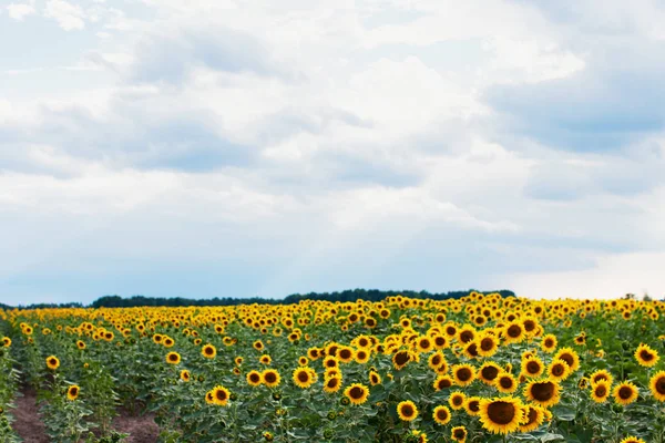 Kleurrijke Zonnebloemen Veld Onder Bewolkte Blauwe Hemel — Stockfoto