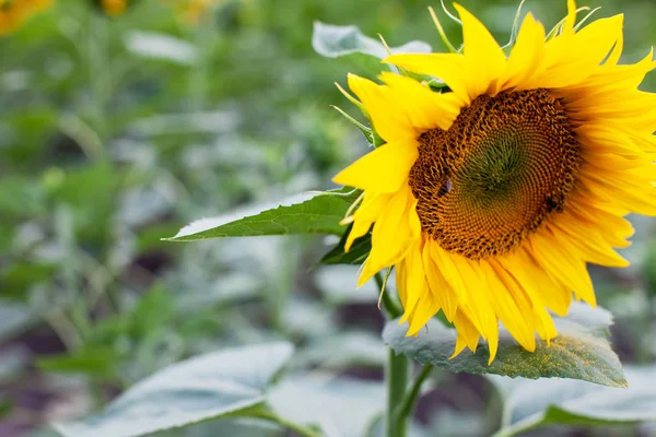 Close Van Gele Zonnebloem Groene Zomer Field — Stockfoto