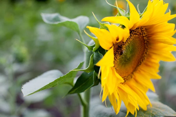 Closeup Žluté Slunečnice Zelené Letní Pole — Stock fotografie